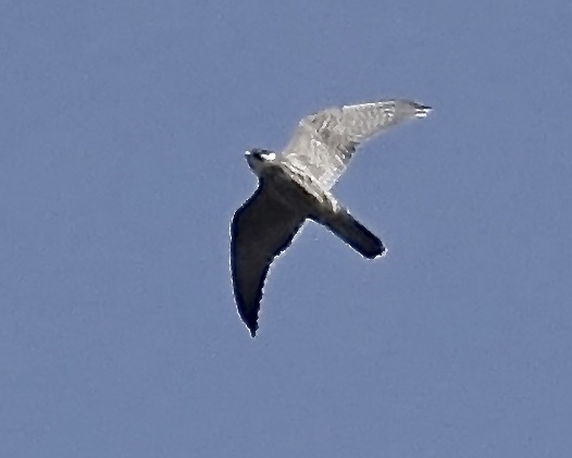 peregrine